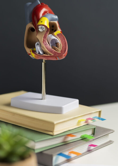anatomic-heart-model-educational-purpose-with-stack-books
